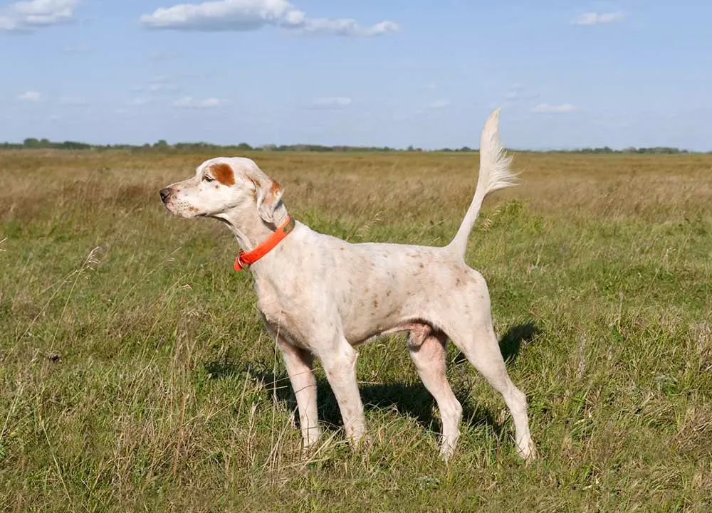 shadow oak bo hunting dog