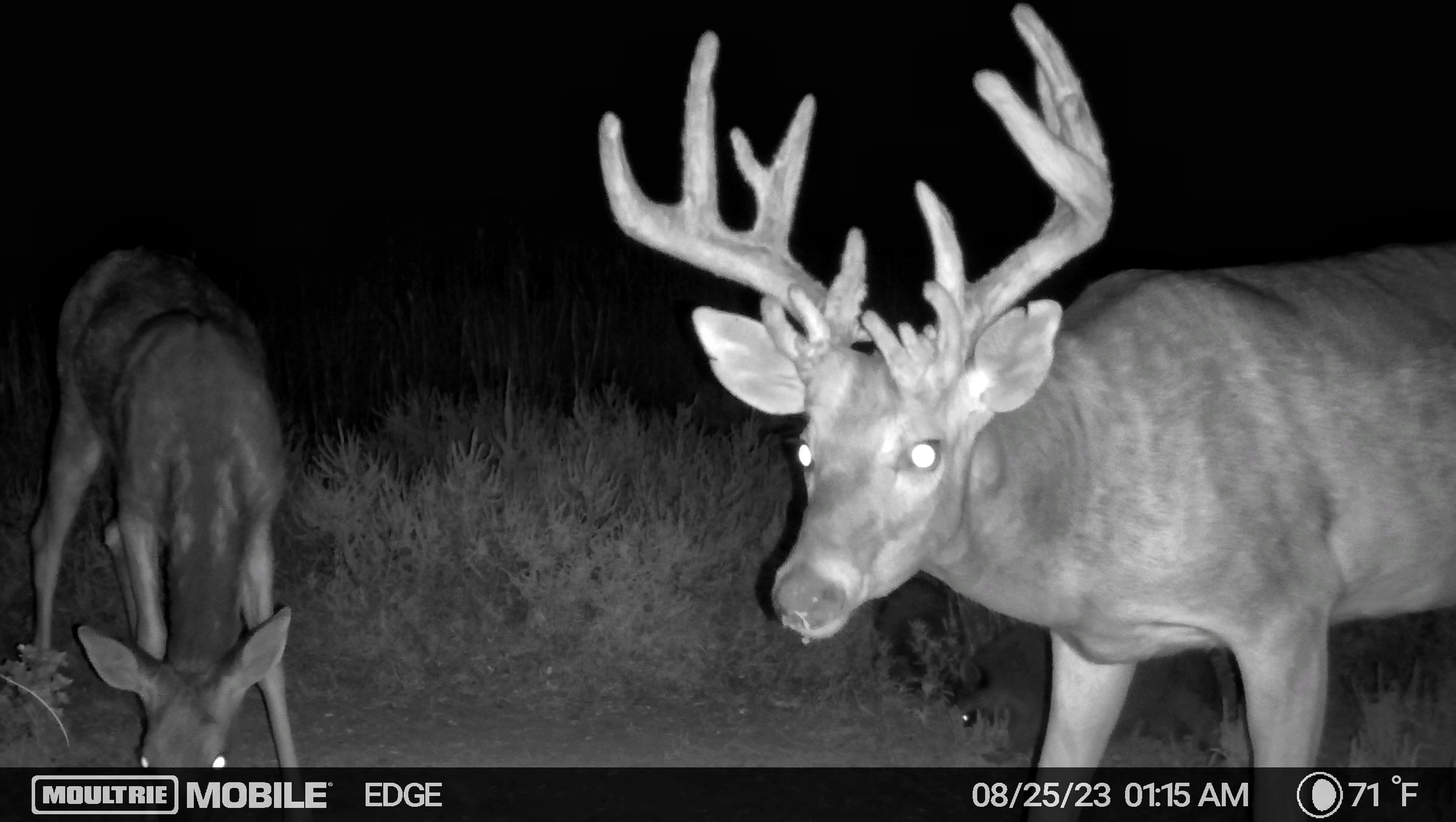 A big whitetail buck walks past a trail camera at night. 