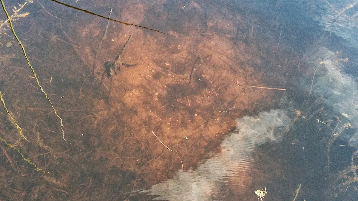 photo of a bass spawning bed