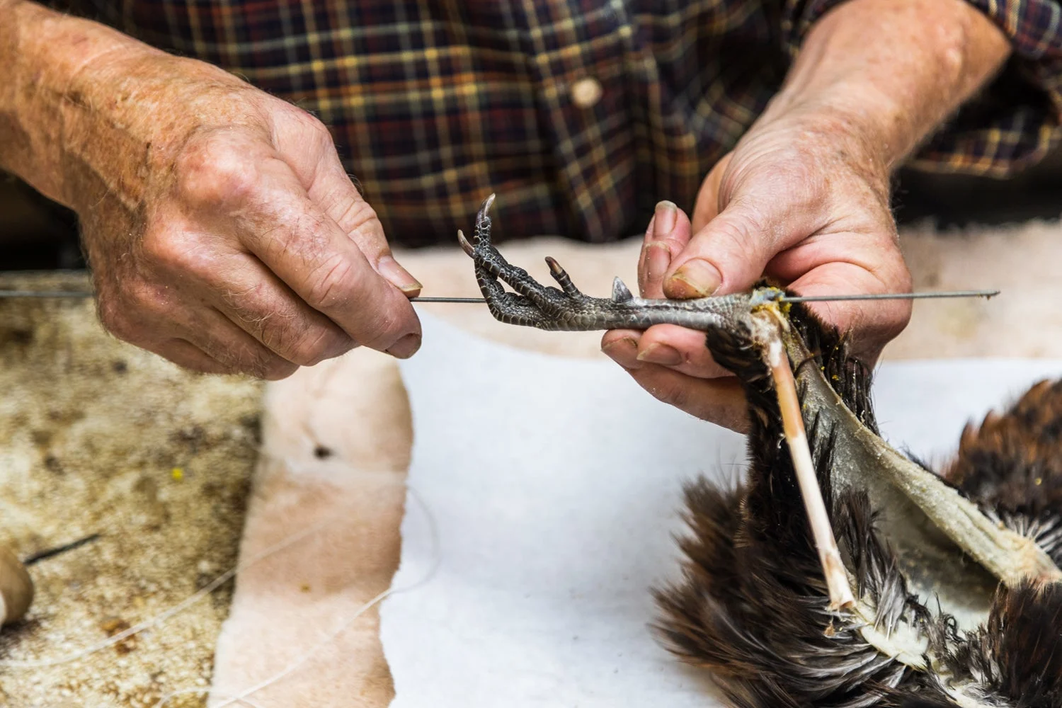 Taxidermist wiring the legs of a bird mount.