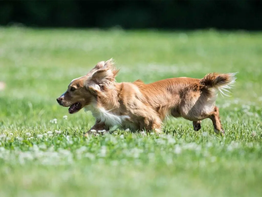 english cocker spaniel