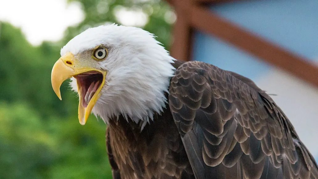 bald eagles, hunting cats, bald eagles hunting cats, cats,