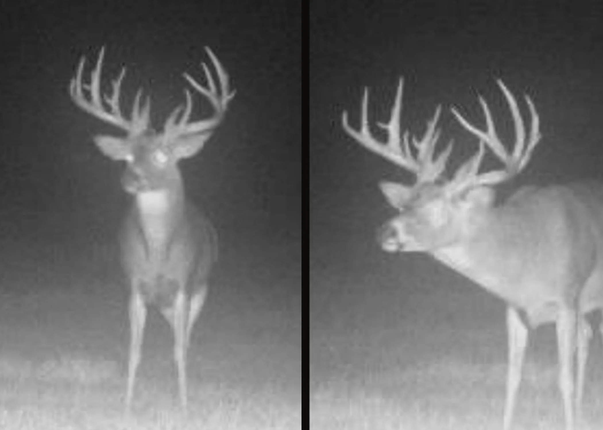 A trophy whitetail caught on trail camera in Montana. 