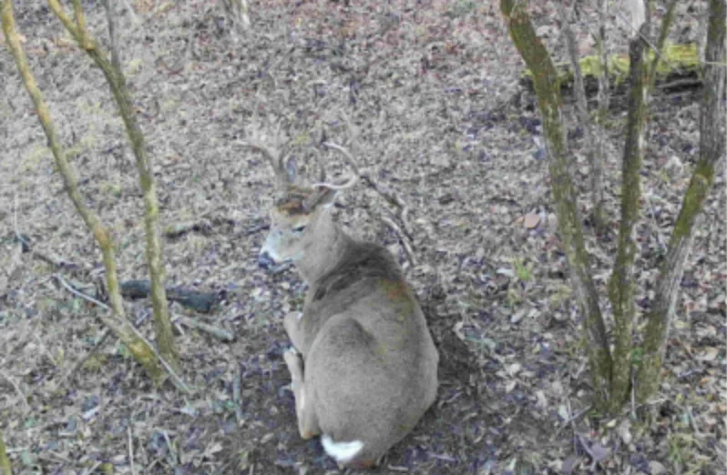 Trail camera photo of a whitetail buck bedded on the ground