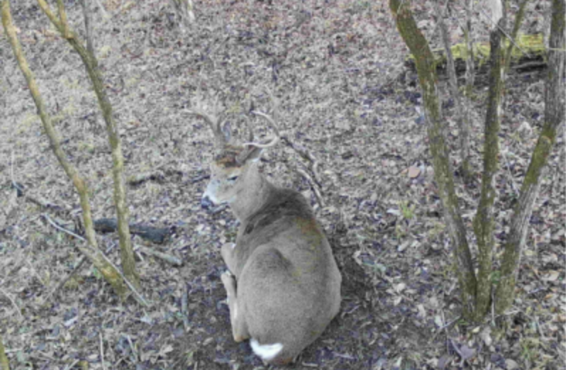 Trail camera photo of a whitetail buck bedded on the ground