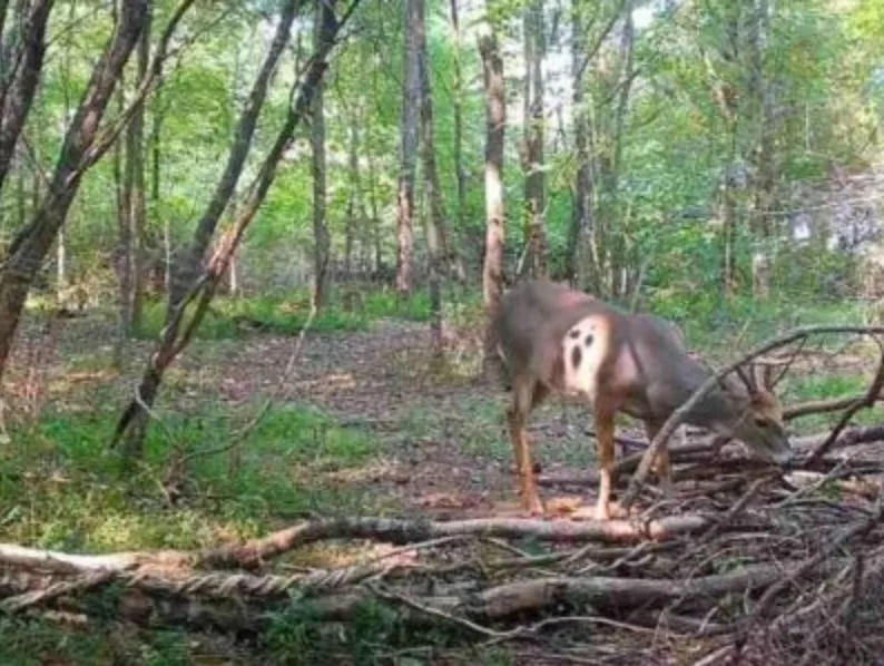 trail-camera photo of whitetail buck