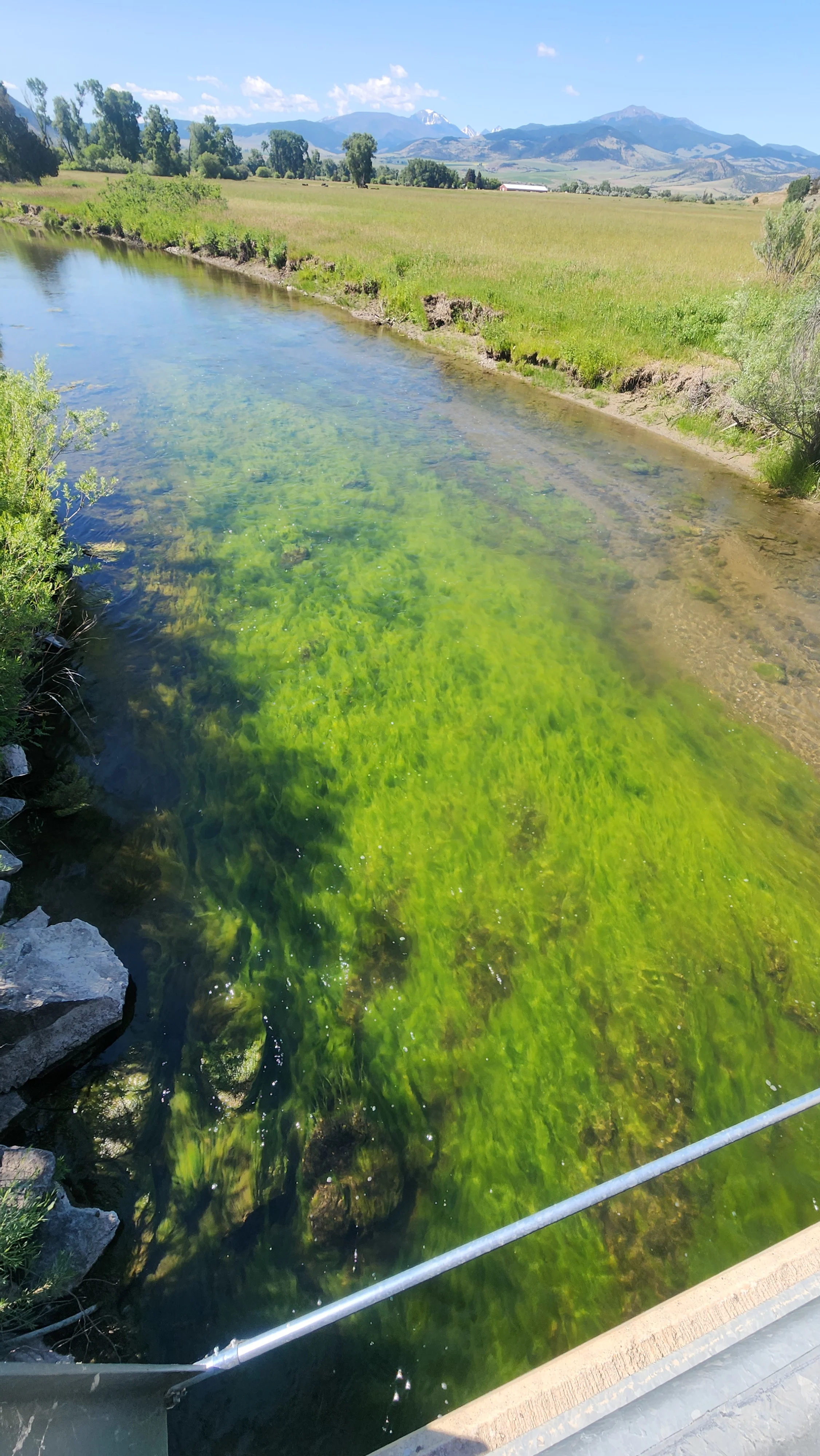 Looking downstream on Montana's Boulder River on June 29. 