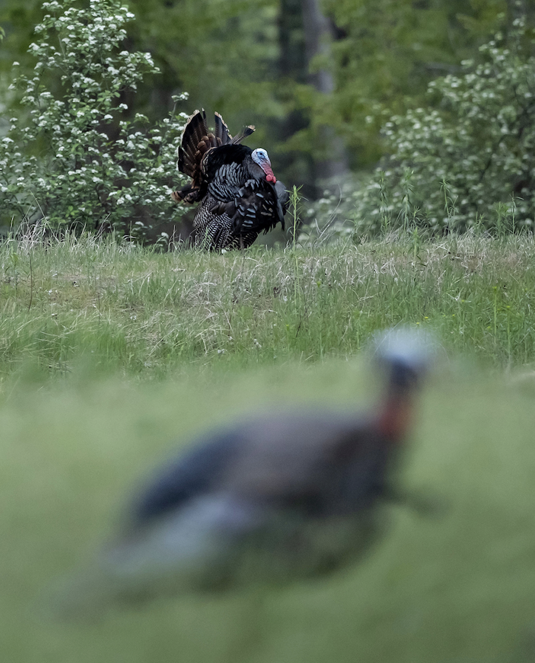 An out-of-focus turkey decoy with a pair of tom turkeys strutting in the background. 