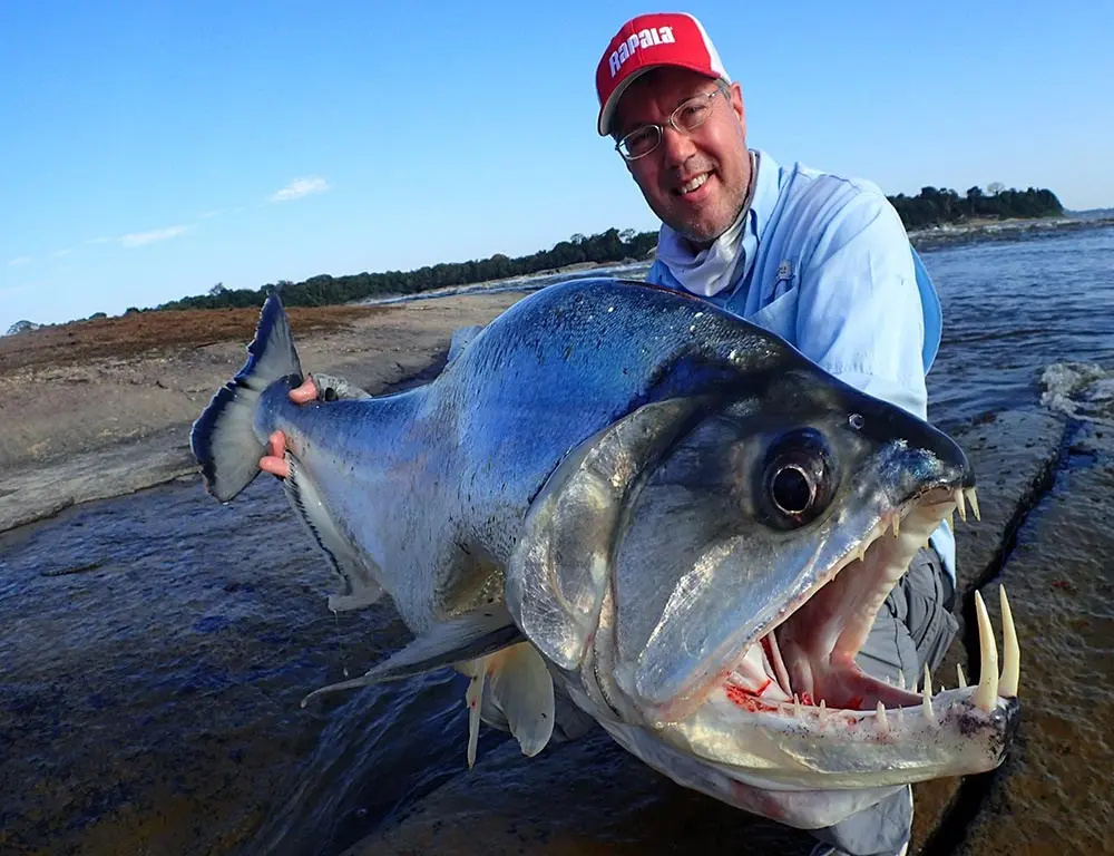 The pronounced, two-inch fangs of a payara, which slide into recessed holes in their top jaw.