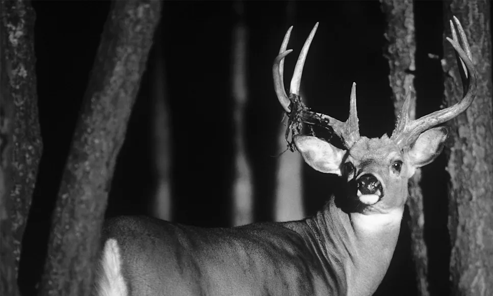 A big whitetail buck turns to look at the camera with woods in the background.