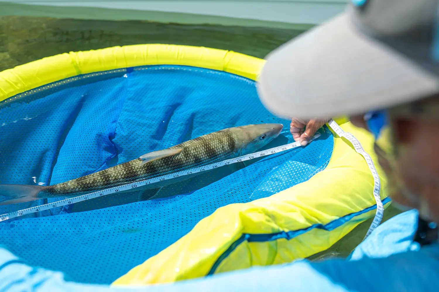 researcher uses tape measure to determine length of bonefish in soft floating net