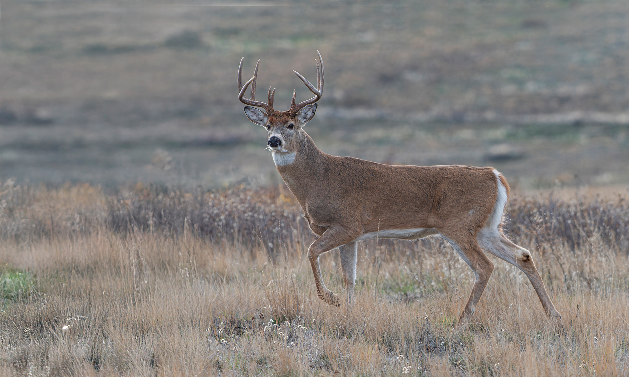 A whitetail deer walks across an open prairie.