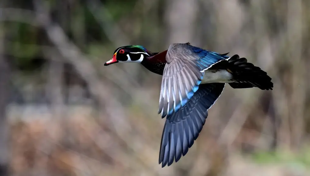 A wood duck flying over water with blurred woods in background.