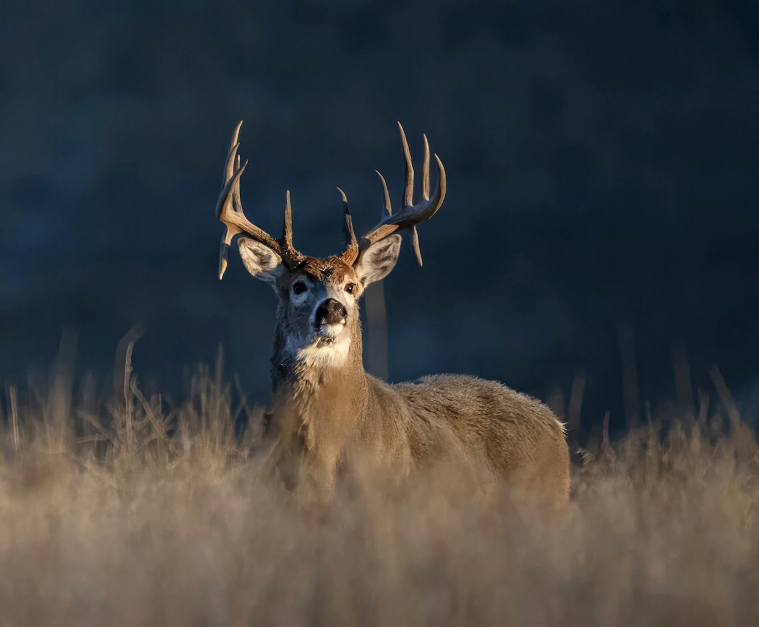 A big whitetail buck peers over a prairie hilliside.