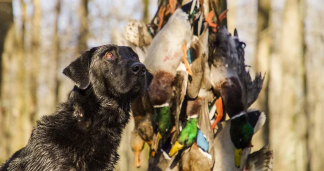 Hunting dog with mallards in the background