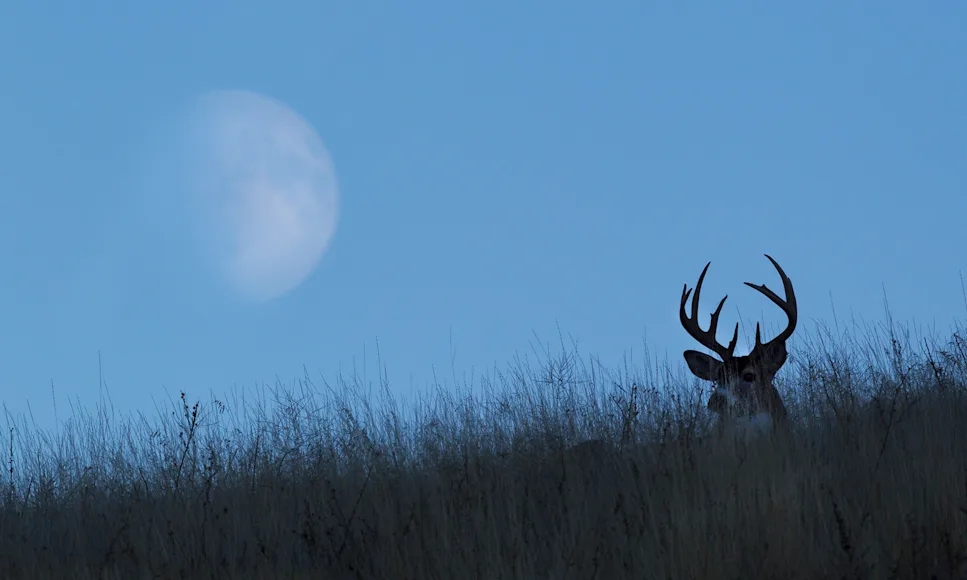 A whitetail buck beds on a grassy hill with the moon in the background.