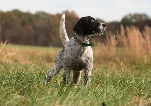 an english setter in a field