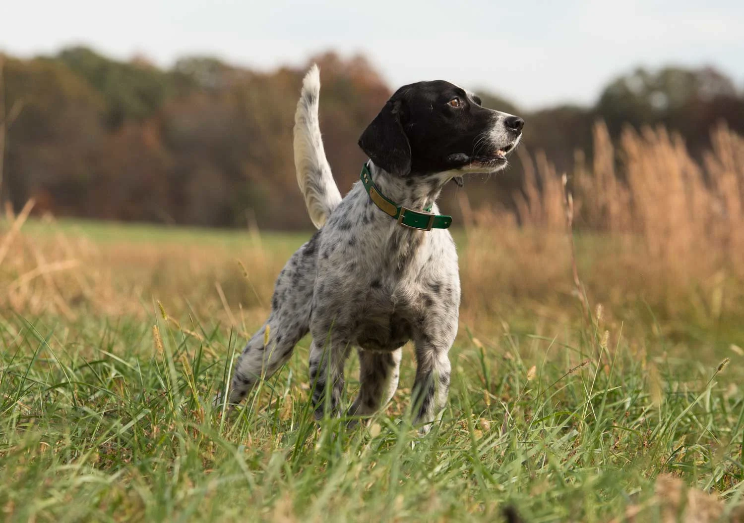 a German shorthaired pointer in a field