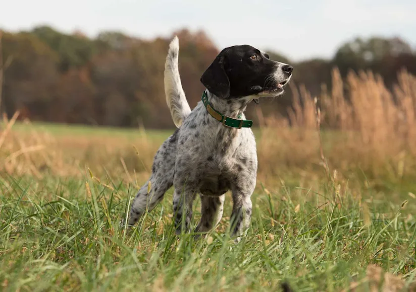 a German shorthaired pointer in a field