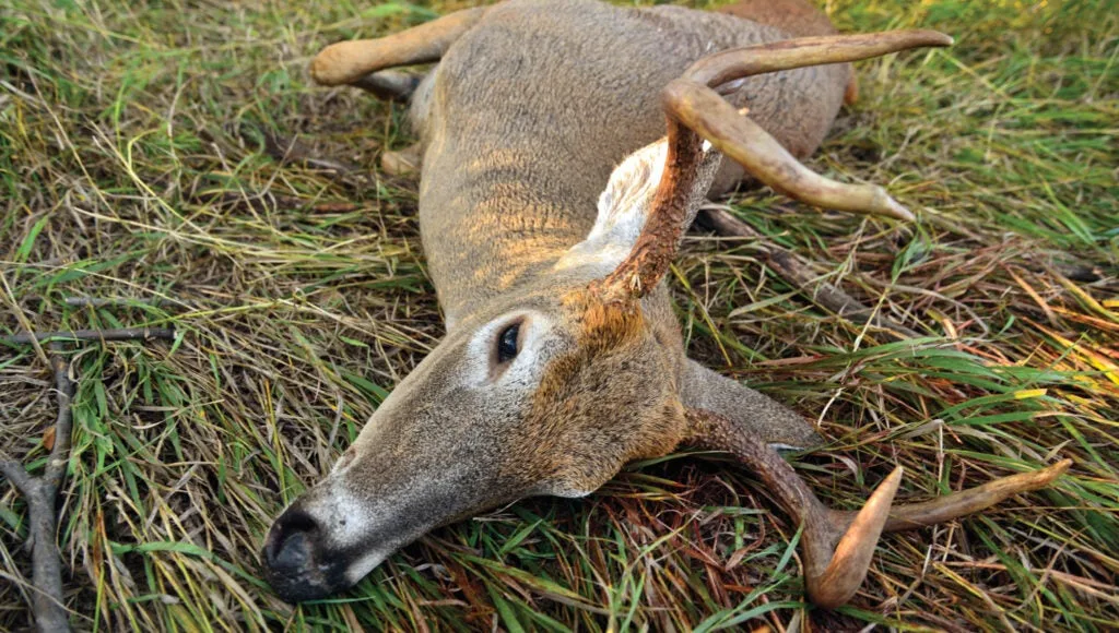 public land buck