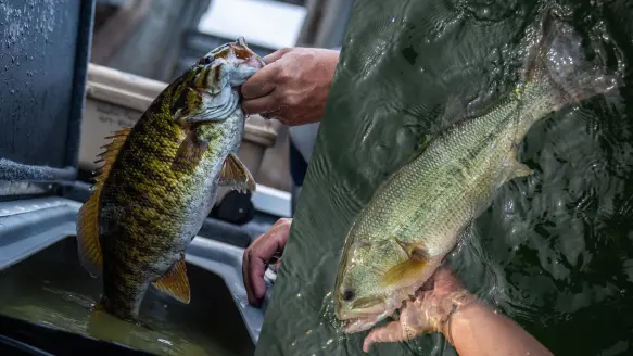 photo of smallmouth bass on left and largemouth bass on right