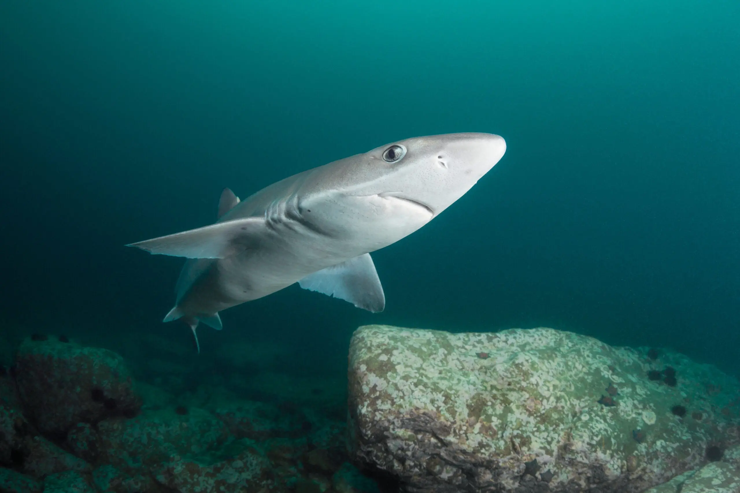 Spiny dogfish shark swims in a sea near Japan.