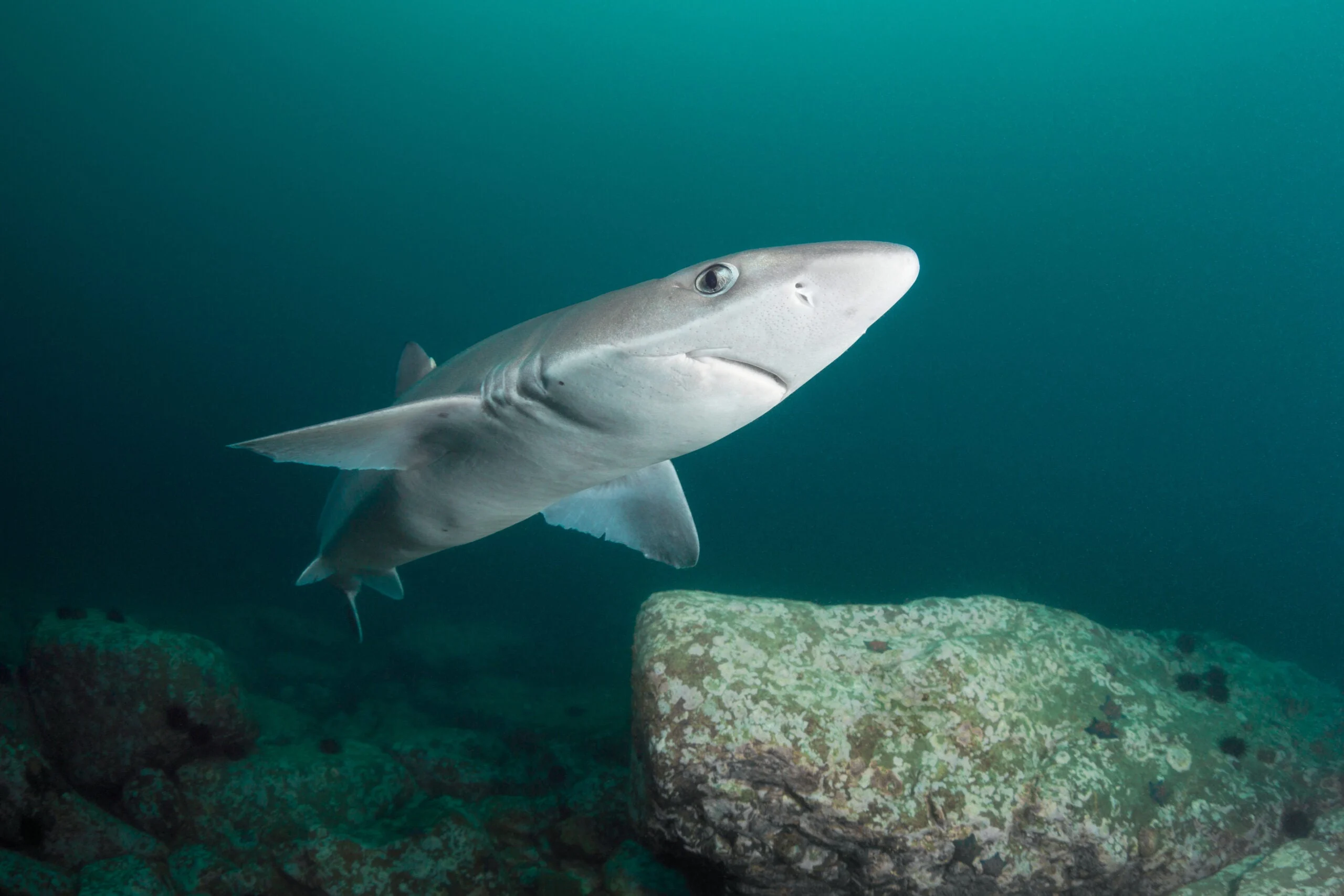 Spiny dogfish shark swims in a sea near Japan.