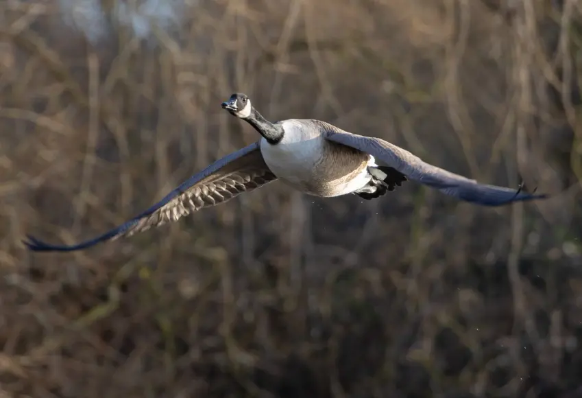 Canada goose flying