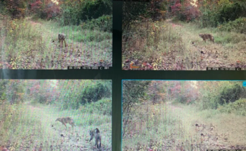 wildest trail camera photos, cat vs. dog