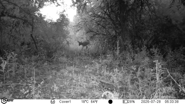 An image of a whitetail doe captured by a trail camera. 