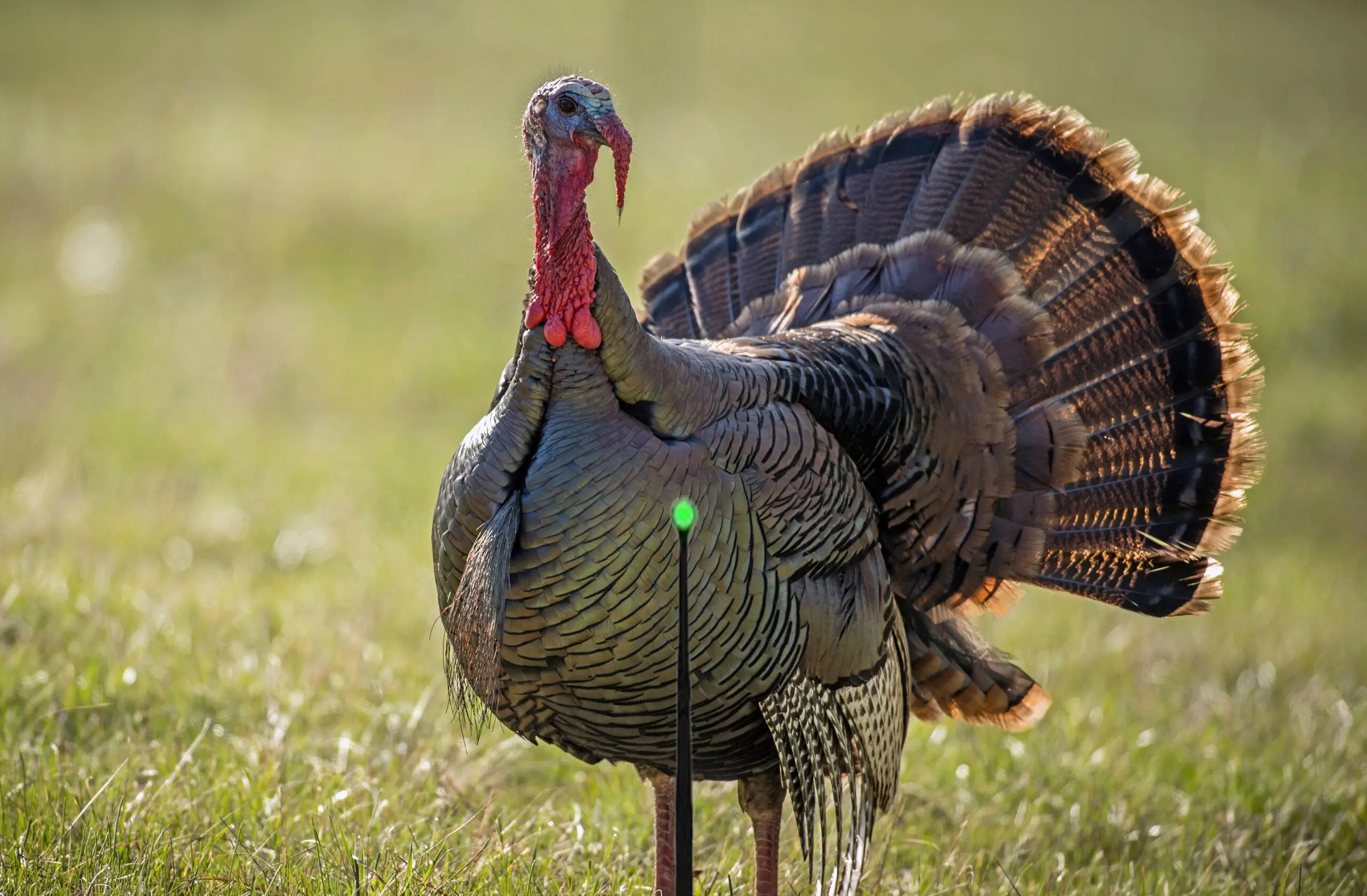 photo of where to shoot a turkey with a bow