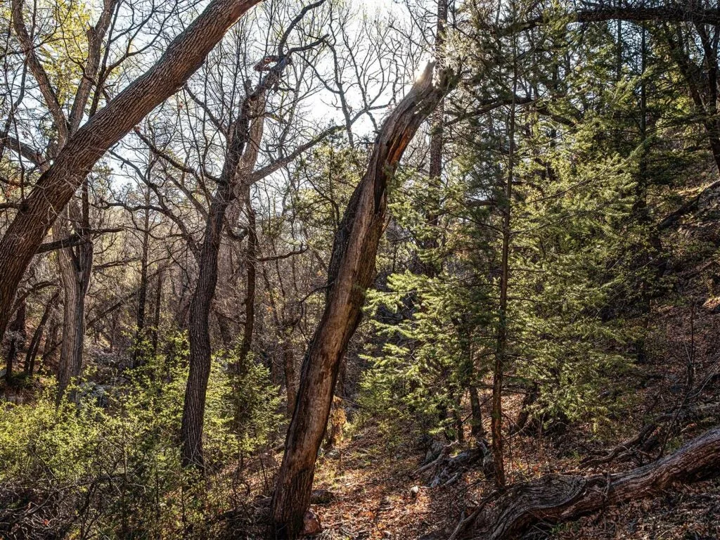 A forest trail in the Aldo Leupold Wilderness.