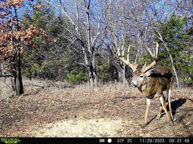 A trail camera photo of a huge typical whitetail buck near a pile of corn. 