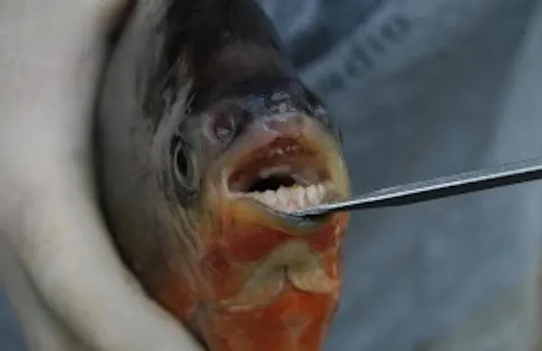 httpswww-fieldandstream-comsitesfieldandstream-comfilesimport2016red-bellied-pacu-small_original-jpg