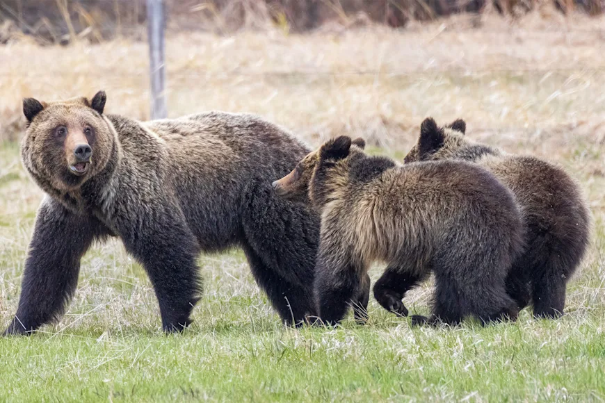 Three grizzly bears walk through a meadow.