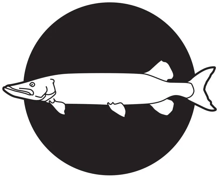 Muskies illustration live bait fishing