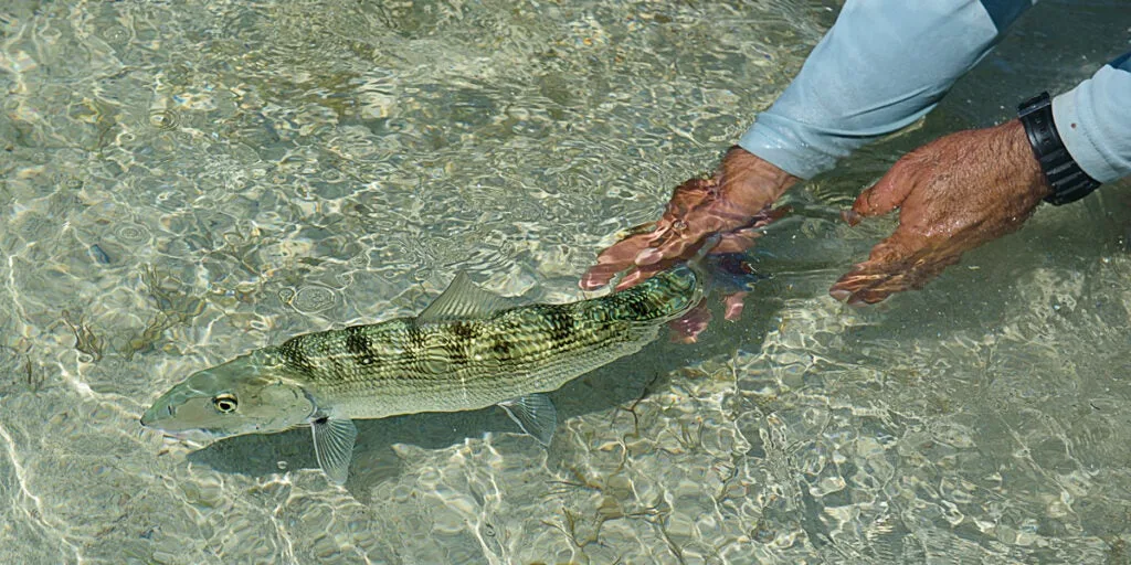 cuba, cuba fishing, havana, cuba tarpon fishing, cuba permit fishing, cuba bonefishing, cuba tarpon fishing, tarpon, bonefish, permit, bonefishing, tarpon fishing, permit fishing