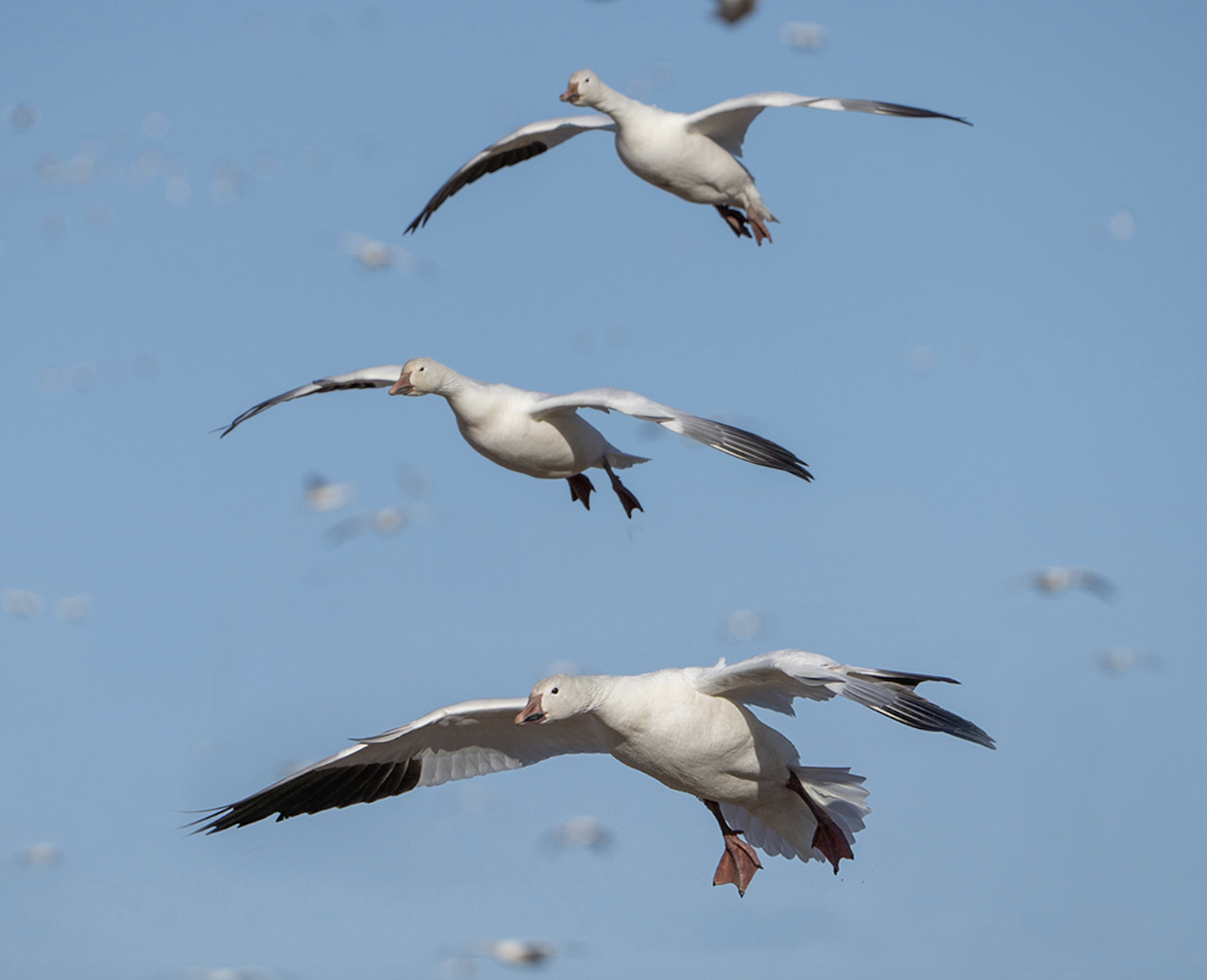 Snow geese cup their wings to land with a blue sky in the background. 