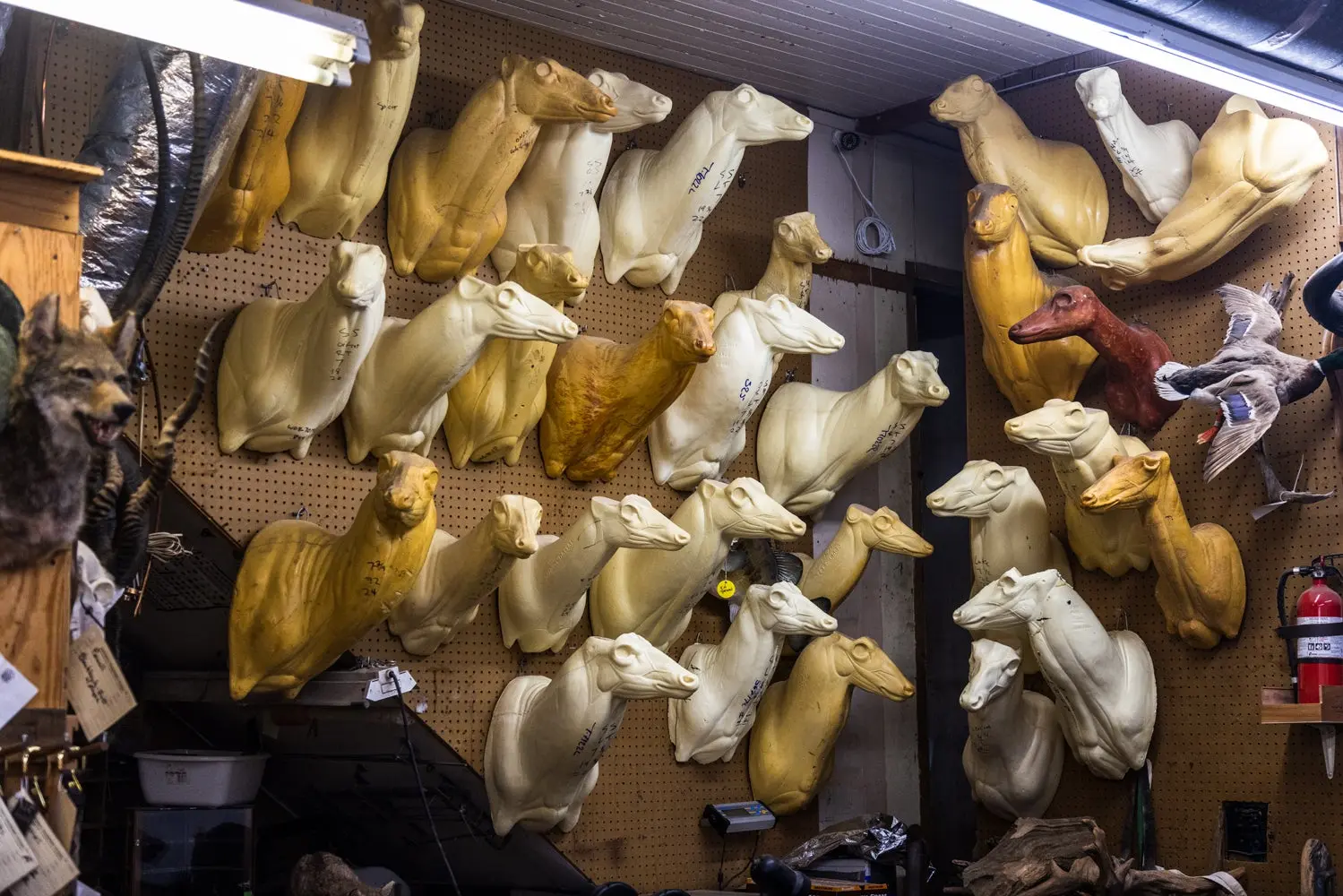 Deer taxidermy forms on a wall.