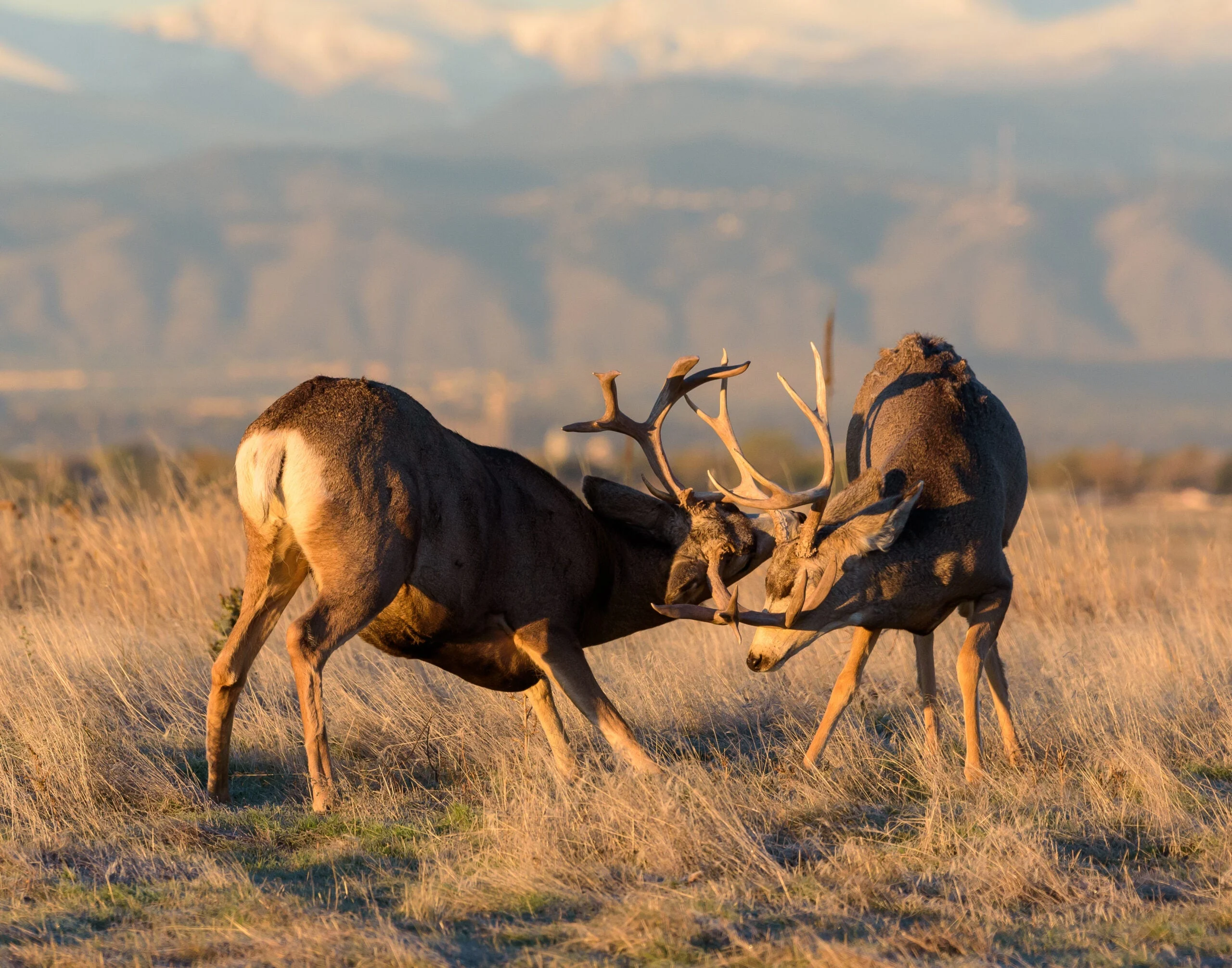 A photo of two mule deer during the rut