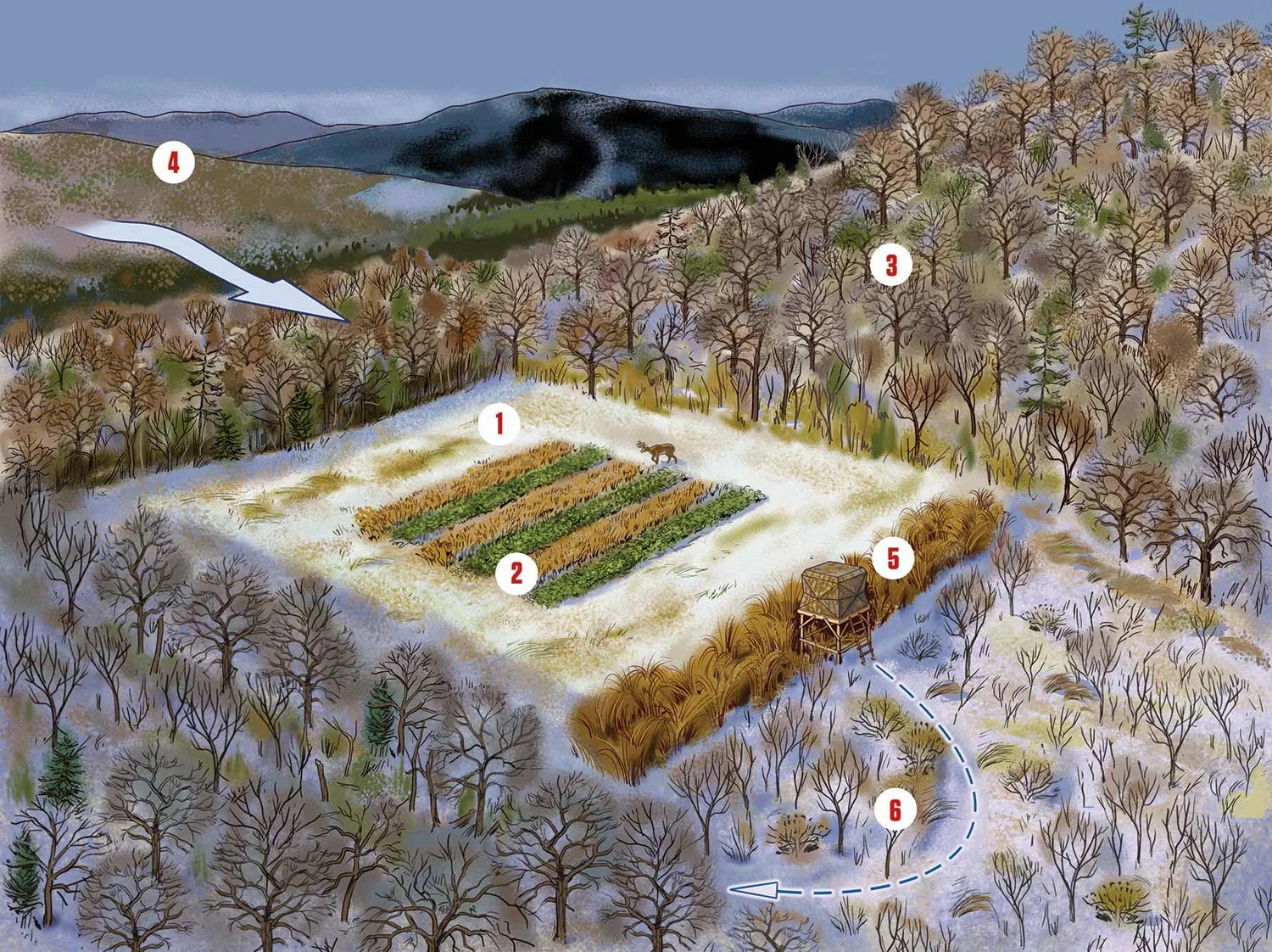 illustration of a late season deer hunting setup, with food plot, blind, and woods