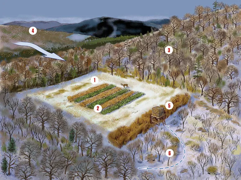 illustration of a late season deer hunting setup, with food plot, blind, and woods