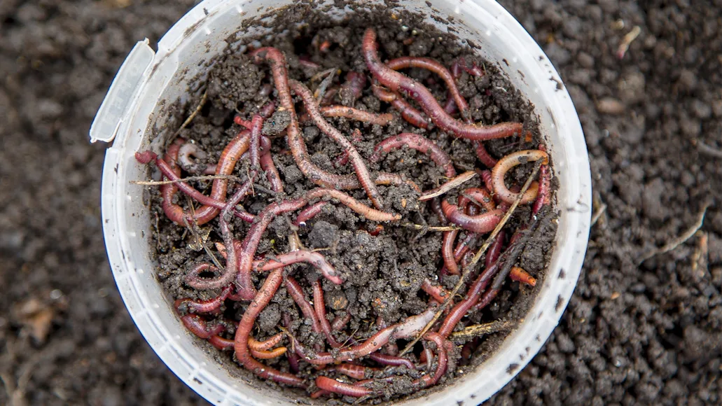 Where To Find Red Wigglers