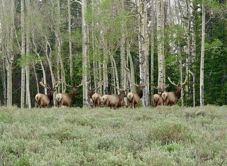 A group of bull elk congregate on National Forest lands.