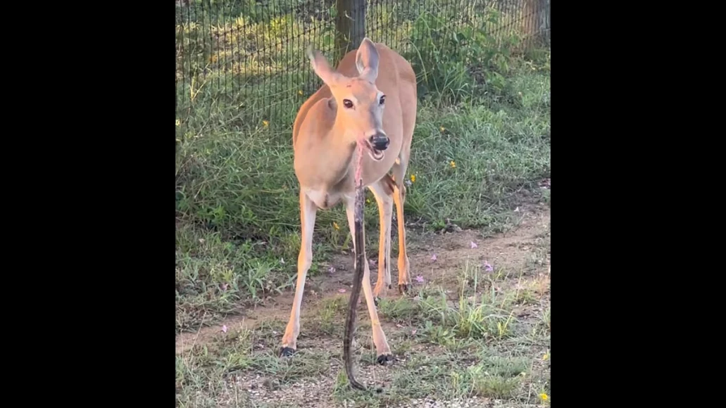 whitetail deer doe eats snake