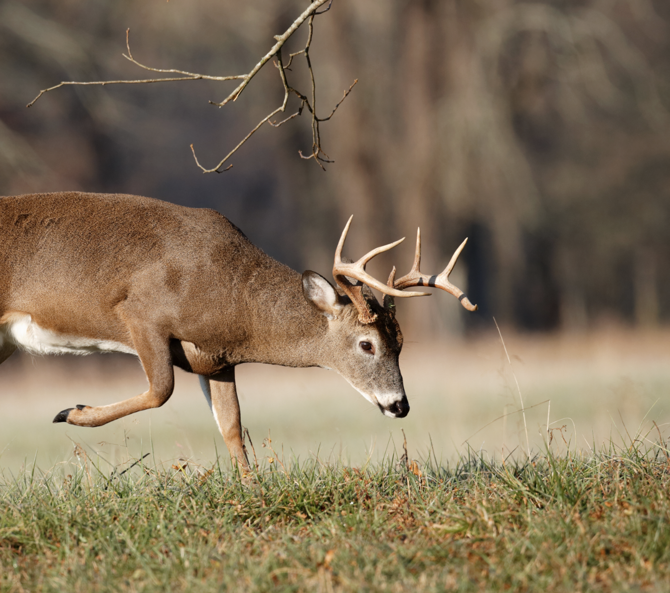 A whitetail buck works a scrape along a field edge. 