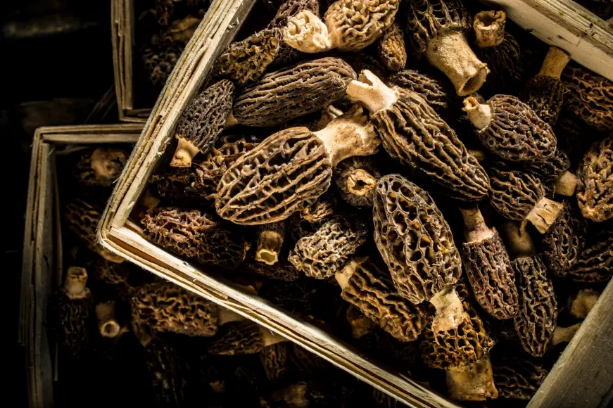 bins of morel mushrooms