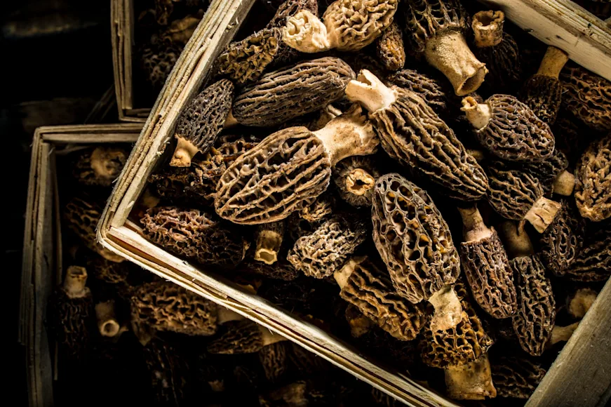 bins of morel mushrooms