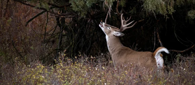 A whitetail buck works the licking branch of a scrap at the edge of the woods. 