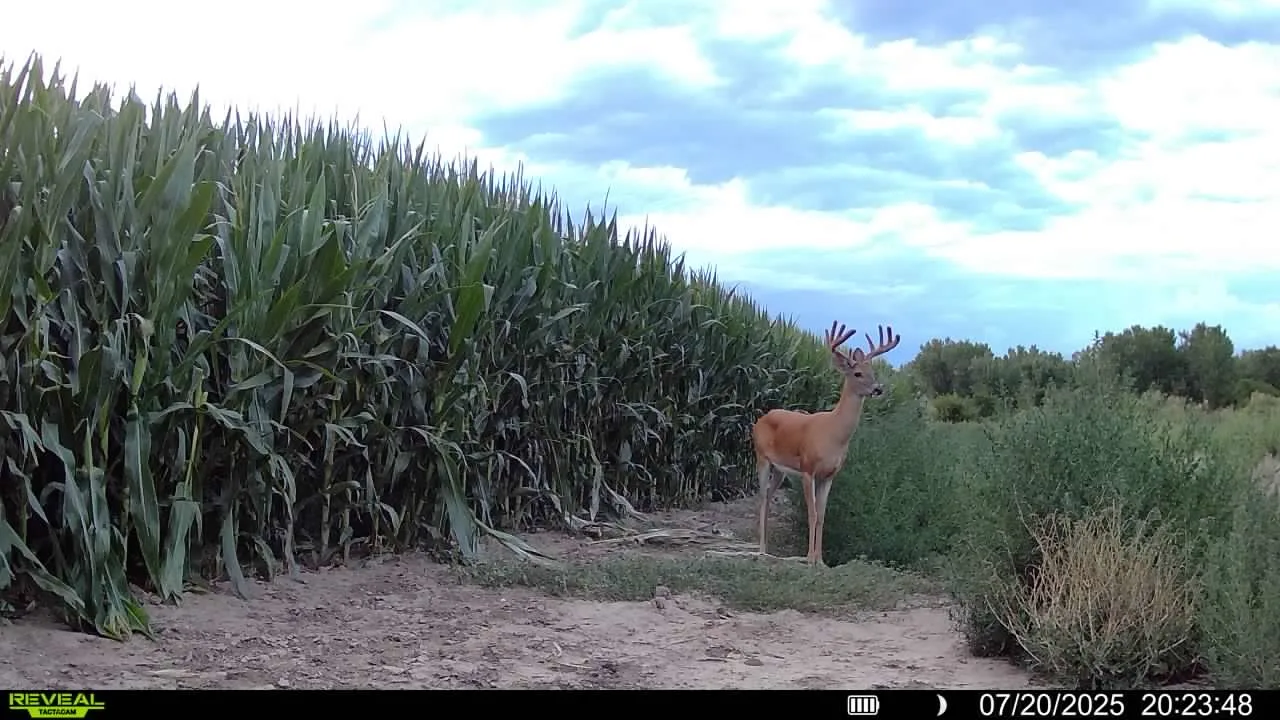 A trail cam photo of a buck near a cornfield.